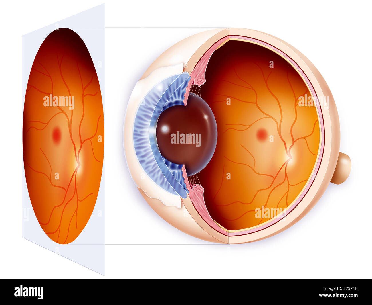 Oeil, dessin Banque D'Images