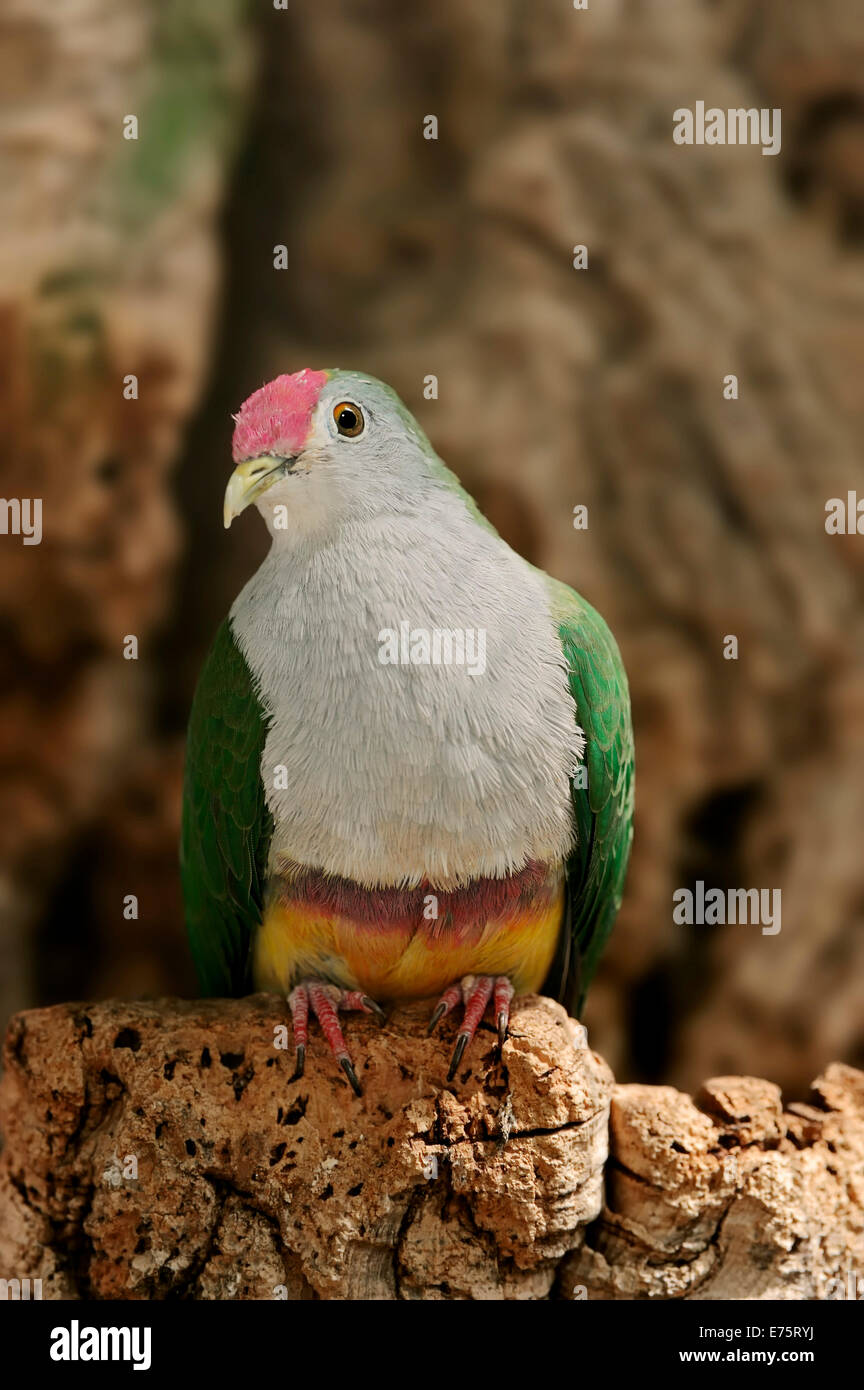 Beau Fruit Dove (Ptilinopus pulchellus), originaire d'Asie du Sud-Est, captive, Allemagne Banque D'Images