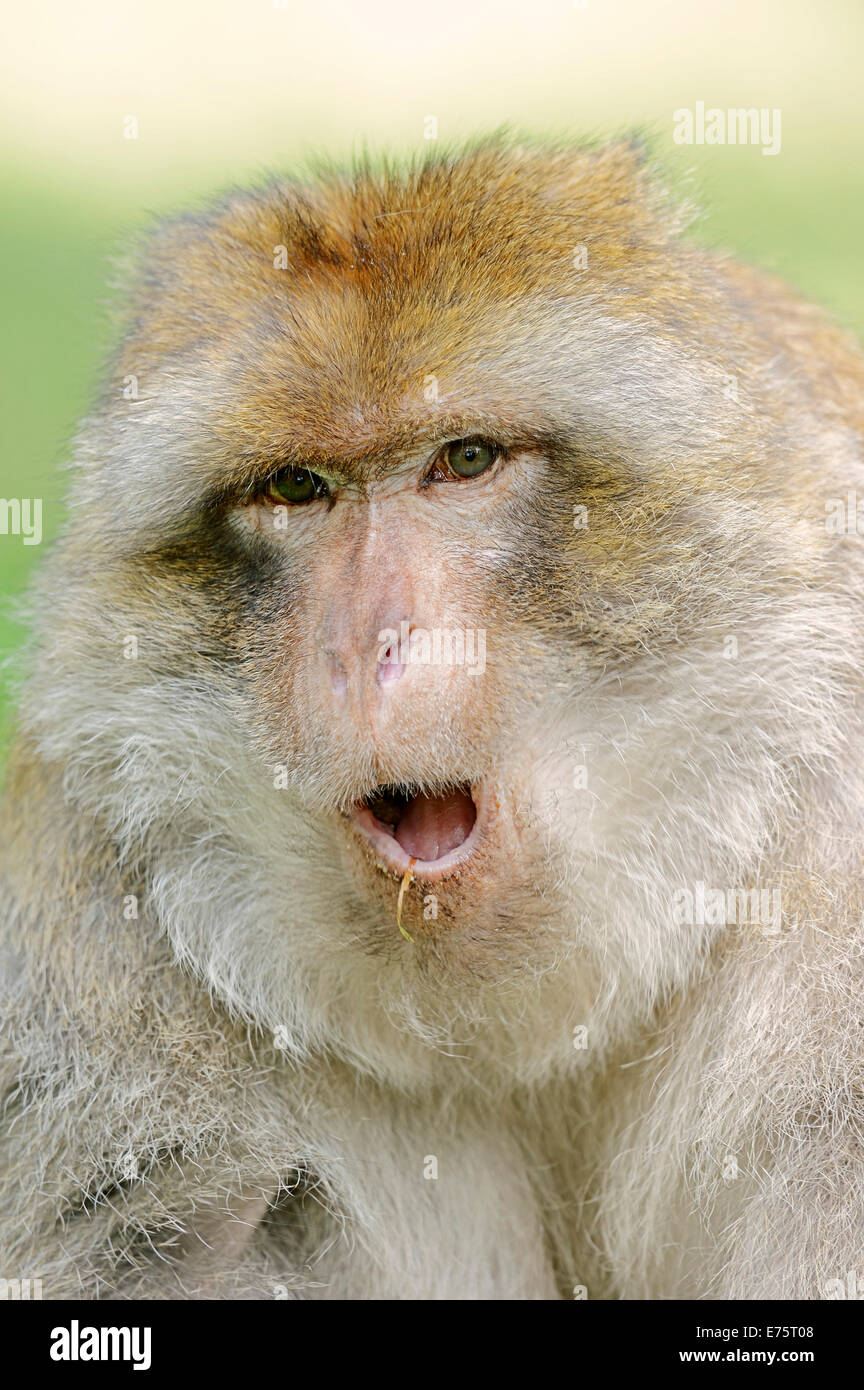 Macaque de Barbarie (Macaca sylvanus), portrait, originaire d'Algérie, le Maroc et Gibraltar, captive, Allemagne Banque D'Images