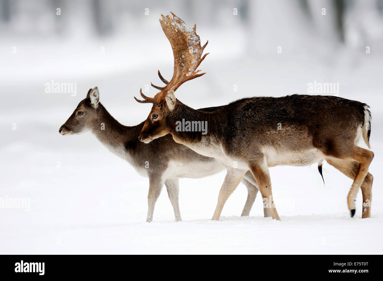 Le daim (Dama dama), buck et le doe en hiver, en Rhénanie du Nord-Westphalie, Allemagne Banque D'Images