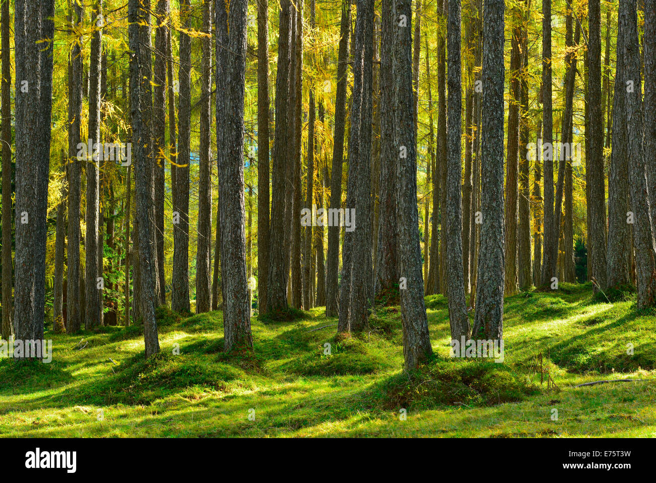 Bois de mélèzes d'Europe (Larix decidua) dans Mötzer Lärchwald, automne, Tyrol, Autriche Banque D'Images