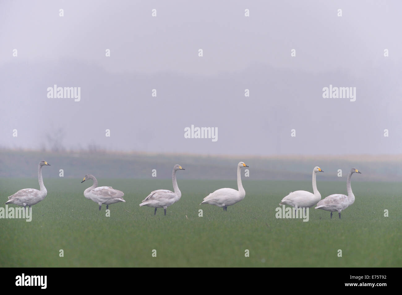 Cygne chanteur (Cygnus cygnus) sur un pré, région de l'Emsland, Basse-Saxe, Allemagne Banque D'Images