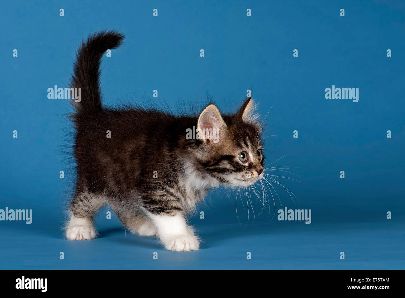 Forêt de Sibérie ou chat sibérien, chaton Banque D'Images