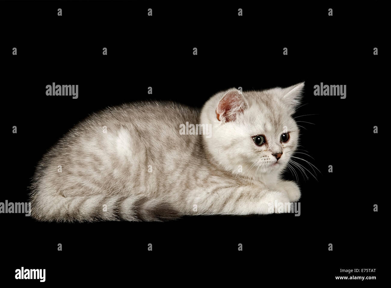 Selkirk Rex chat, chaton, 8 semaines couleur silver shaded Banque D'Images