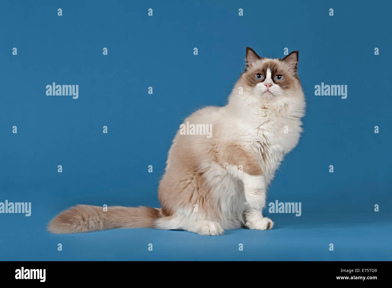 Race De Chat Ragdoll Tomcat Chaton 1 Ans Couleur Chocolat Bicolor Photo Stock Alamy