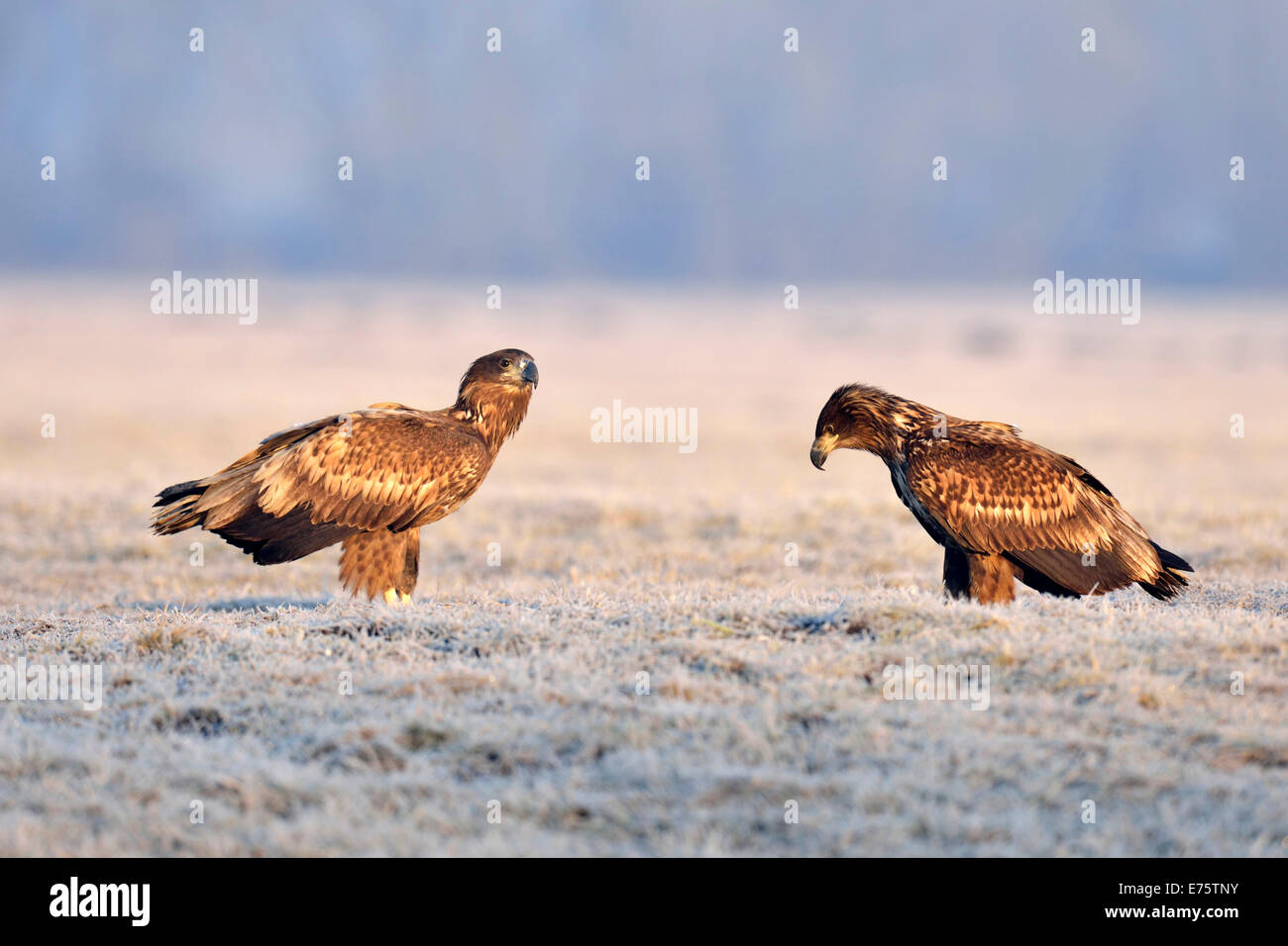 Deux des pygargues à queue blanche (Haliaeetus albicilla), sur une prairie avec de la gelée blanche, Warszawa, Pologne Banque D'Images