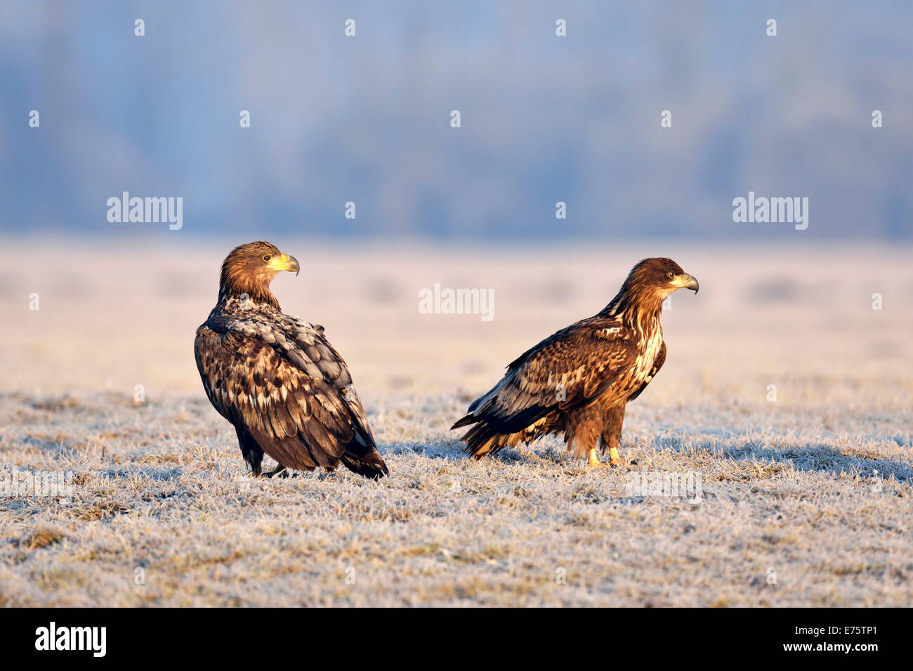 Deux des pygargues à queue blanche (Haliaeetus albicilla), sur une prairie avec de la gelée blanche, Warszawa, Pologne Banque D'Images