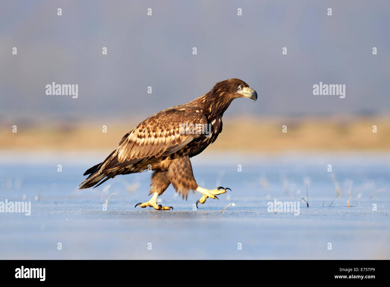 Les jeunes pygargues à queue blanche (Haliaeetus albicilla), à pied sur la glace, Pologne Banque D'Images