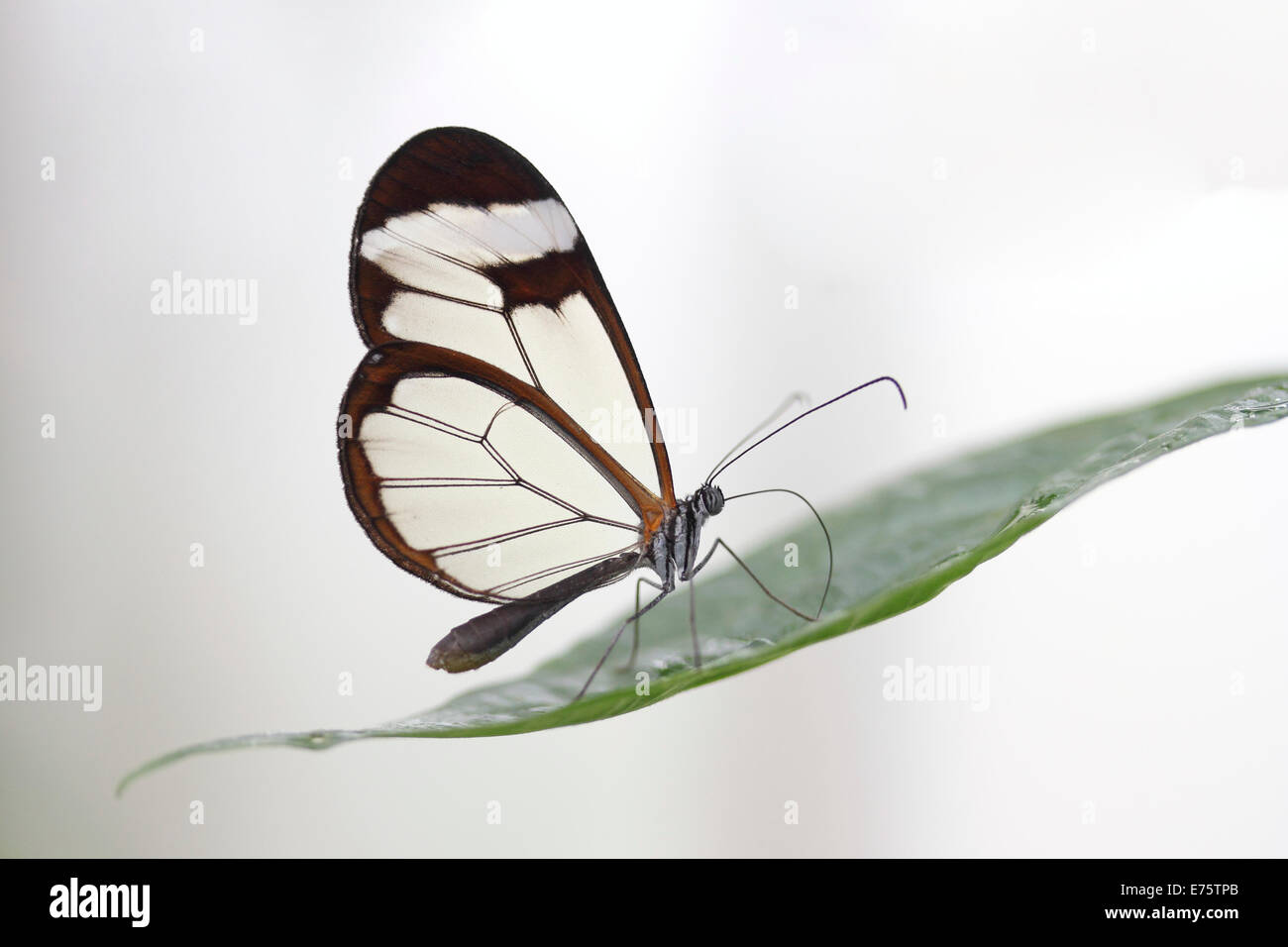 Glasswinged Butterfly (Greta oto), captive, Butterfly House, Mainau, Bade-Wurtemberg, Allemagne Banque D'Images