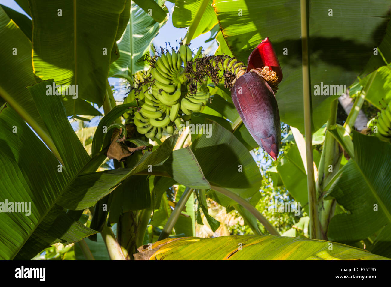 Feuilles vertes, grappe de fruits et la fleur d'une plante banane (Musa acuminata) dans une plantation entre les ruines de l'ancien Banque D'Images