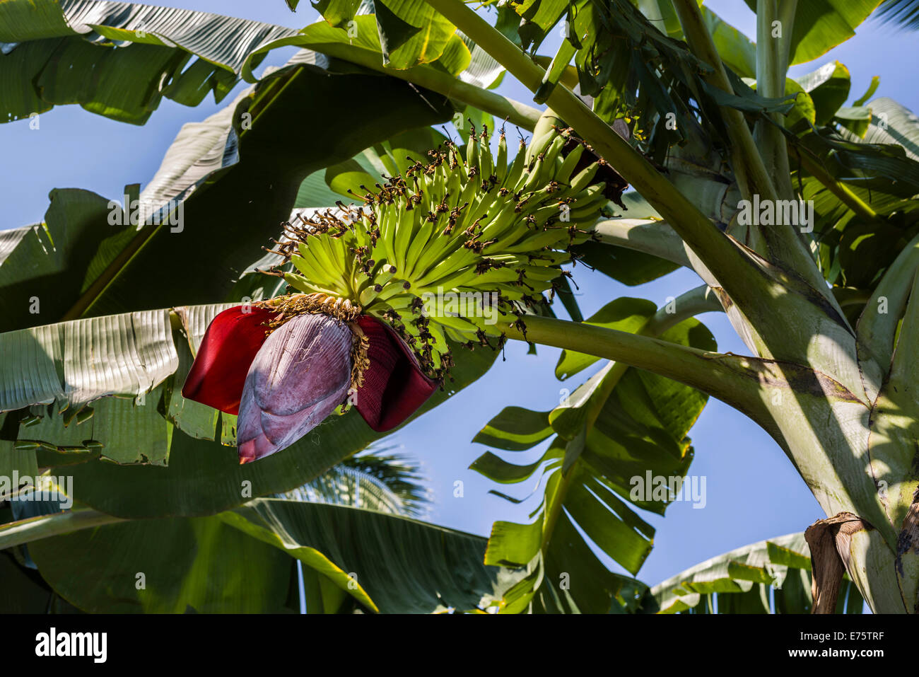 Feuilles vertes, grappe de fruits et la fleur d'une plante banane (Musa acuminata) dans une plantation entre les ruines de l'ancien Banque D'Images