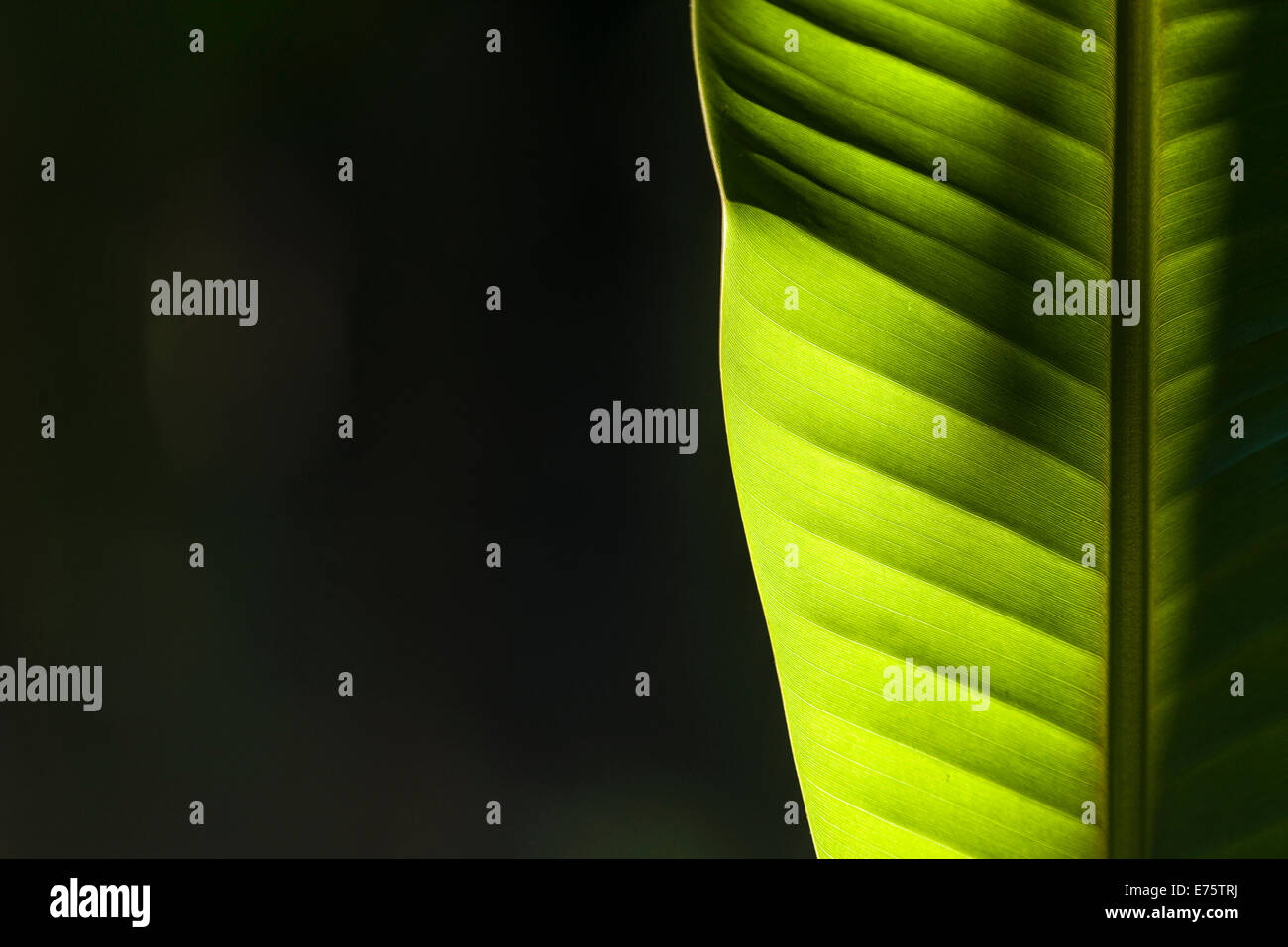Le soleil brille à travers une feuille verte d'une plante banane (Musa acuminata) dans une plantation entre les ruines de l'ancien Banque D'Images