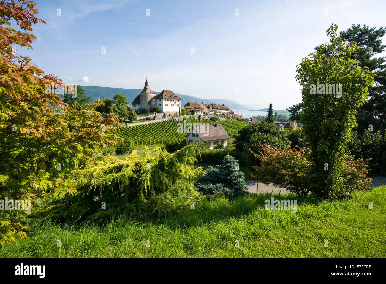 Château d'Erlach, situé sur une colline et entouré de vignes, Erlach, Berne, Suisse Banque D'Images