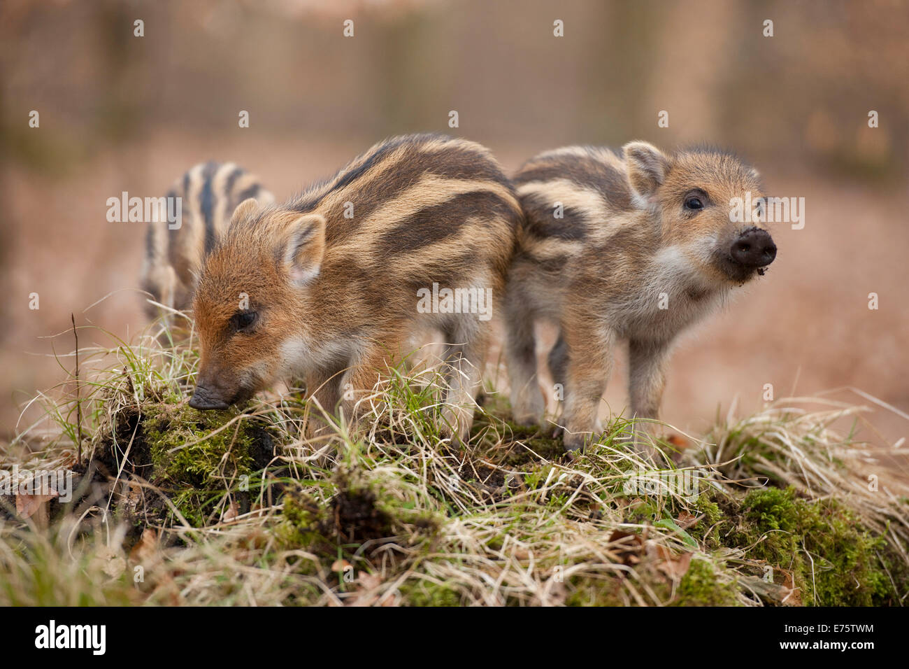Le sanglier (Sus scrofa), porcelets, captive, Rhénanie du Nord-Westphalie, Allemagne Banque D'Images