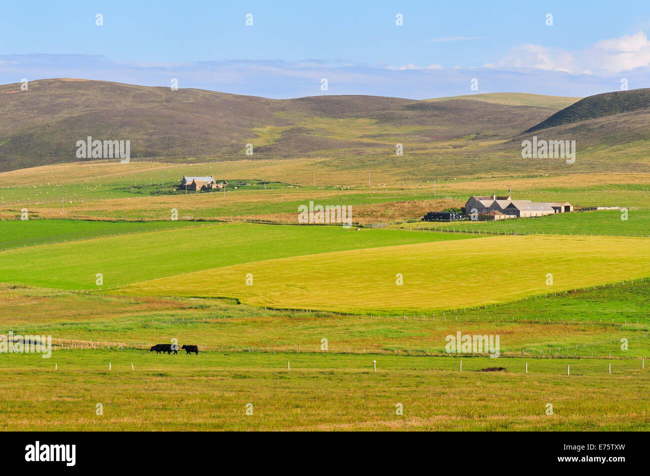 Paysage à la ferme, Yesnaby, Mainland, Orkney, Scotland, United Kingdom Banque D'Images