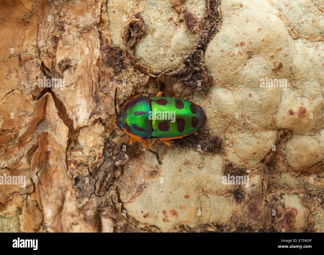 Bug de l'écran arc-en-ciel (Calidea dregii) perché sur l'écorce d'un arbre de la fièvre (Acacia xanthophloea), Kruger National Park Banque D'Images