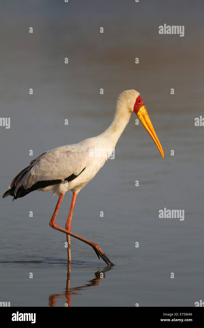 Yellow-billed Stork (Mycteria ibis), coucher de Dam, Kruger National Park, Afrique du Sud Banque D'Images