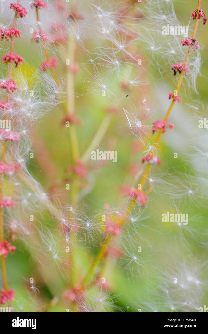 Feuillus à quai, Rumex obtusifolius seedheads avec toiles d'araignées et piégés Willowherb seeds, Pays de Galles, Royaume-Uni Banque D'Images