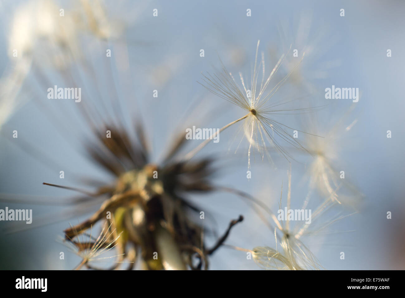 La dispersion des graines de pissenlit graines horloge cadre rond blanc et les graines de la tête contre le ciel bleu et le feuillage vert Banque D'Images