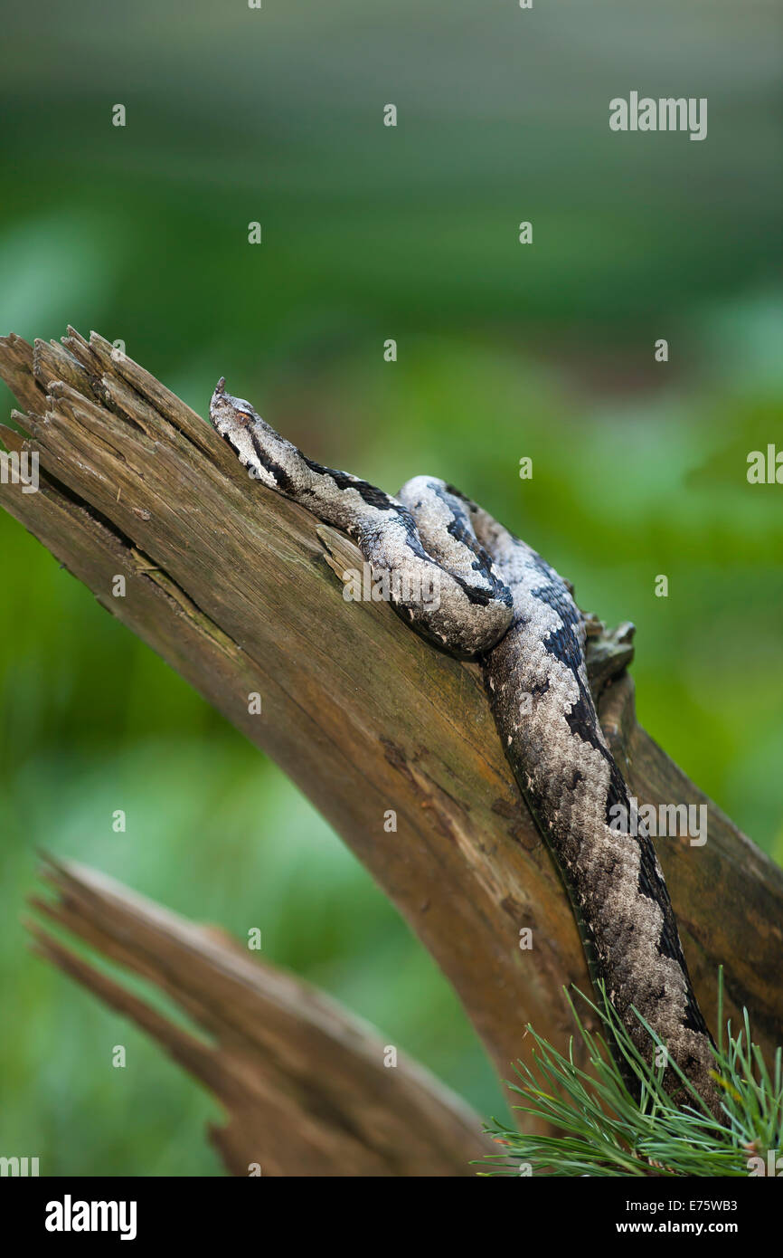 Sand Viper (Vipera ammodytes), Croatie Banque D'Images