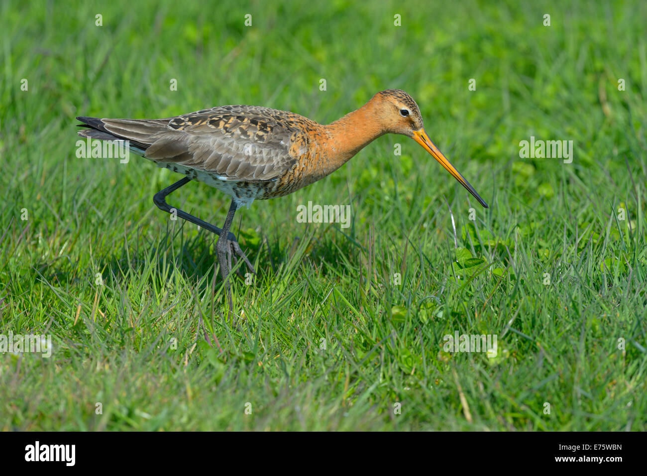 Barge à queue noire (Limosa limosa) mâle en plumage nuptial en quête de nourriture, de Waal en Burg nature reserve, Texel Banque D'Images