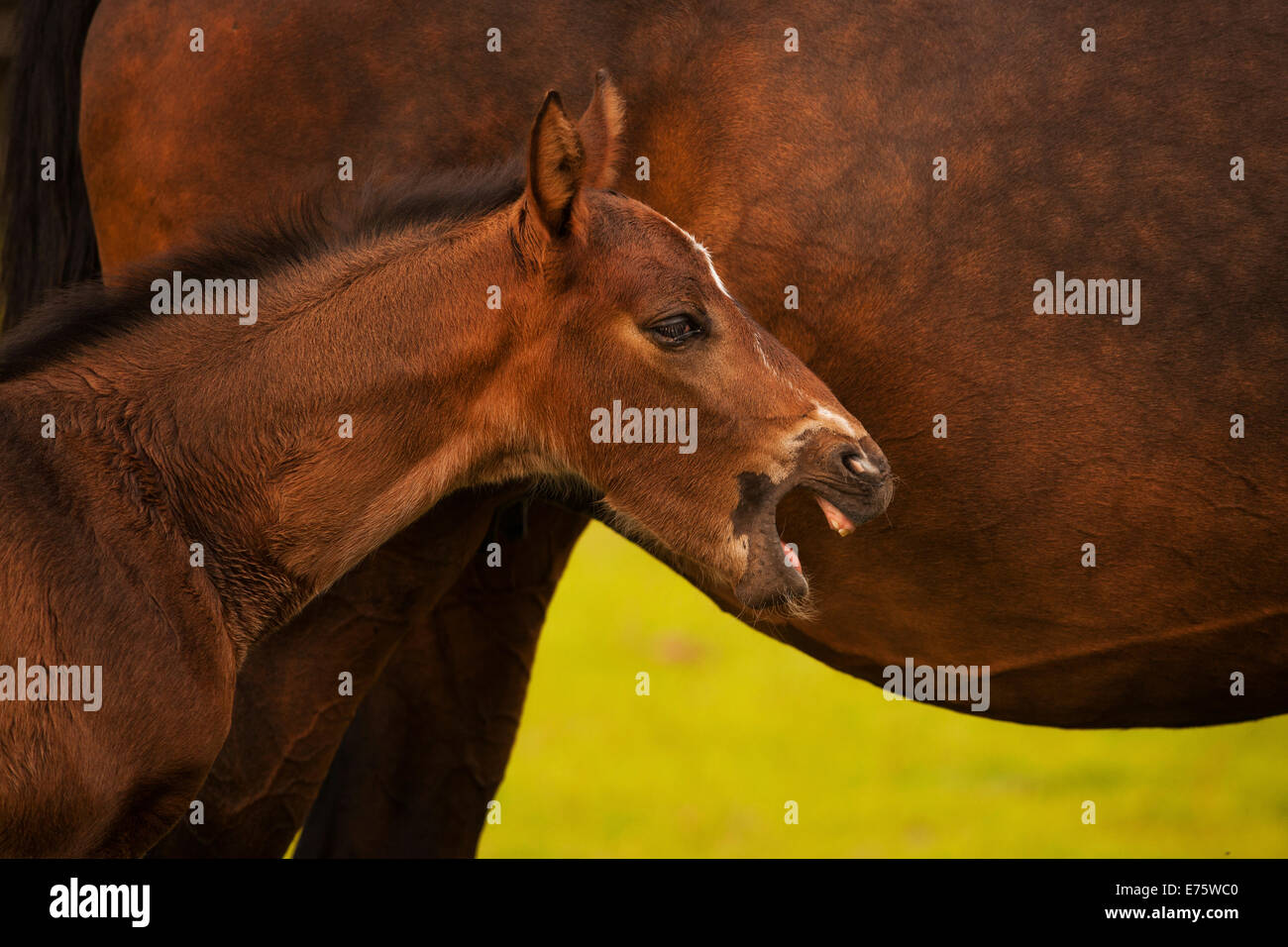 Le bâillement brown poulain, westphalienne, 3 semaines, avec mare, Münsterland, Rhénanie du Nord-Westphalie, Allemagne Banque D'Images Le bâillement brown poulain, westphalienne, 3 semaines, avec mare, Münsterland, Rhénanie du Nord-Westphalie, Allemagne Banque D'Images