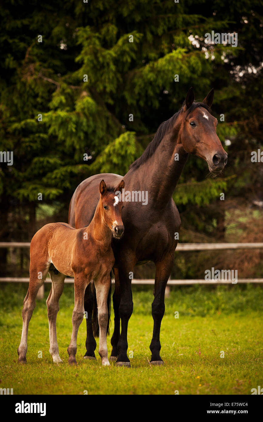 Brown mare et son poulain, 3 semaines en Westphalie, Münsterland, Rhénanie du Nord-Westphalie, Allemagne Banque D'Images Brown mare et son poulain, 3 semaines en Westphalie, Münsterland, Rhénanie du Nord-Westphalie, Allemagne Banque D'Images