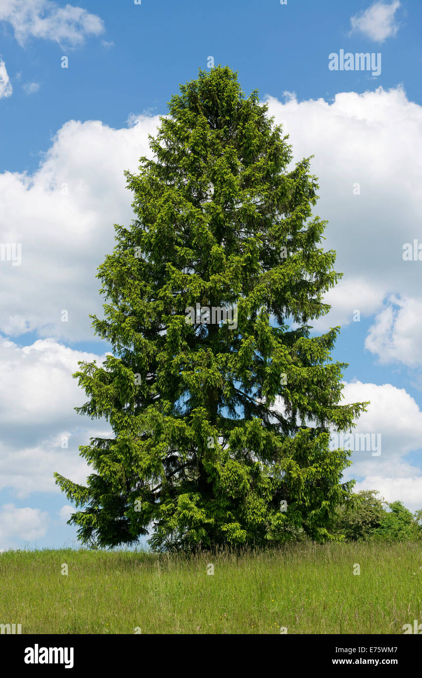 L'épinette de Norvège (Picea abies), Thuringe, Allemagne Banque D'Images