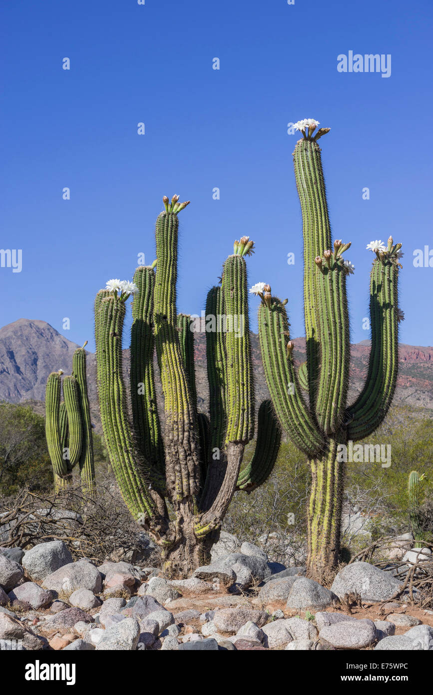 Blooming Echinopsis chiloensis cactus, la Rioja, Argentine Banque D'Images
