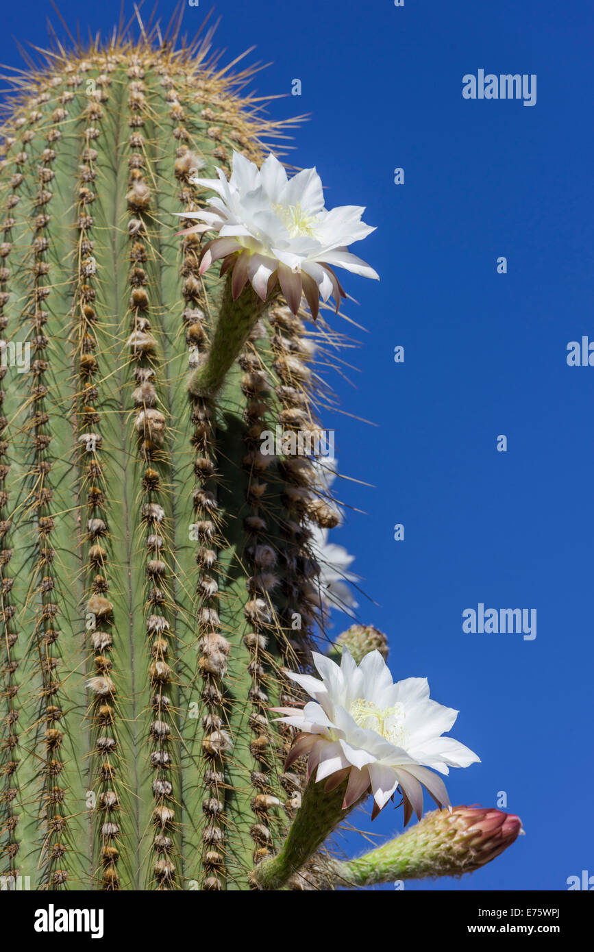 Blooming cactus Echinopsis chiloensis serre, la Rioja, Argentine Banque D'Images