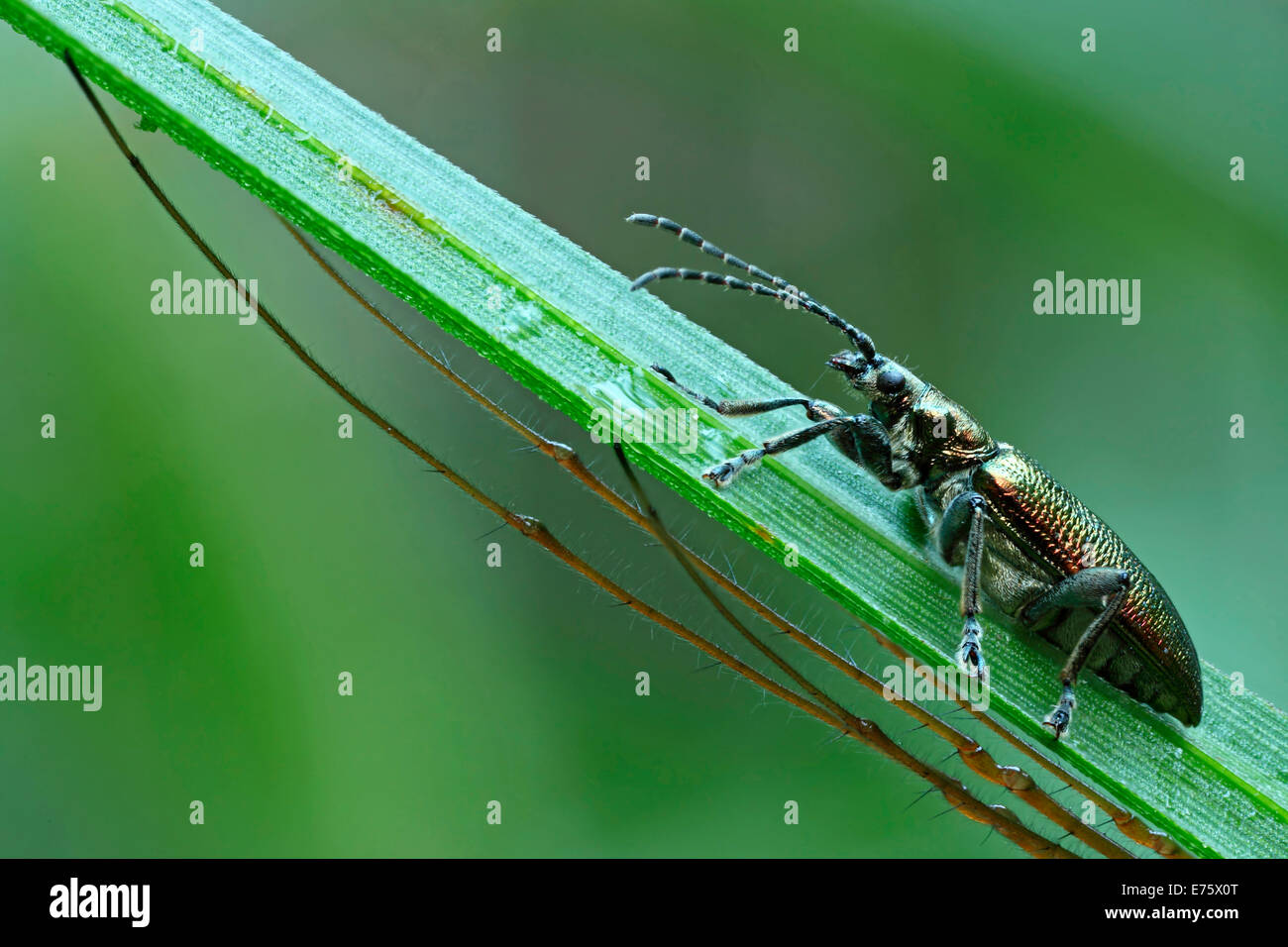 Leaf Beetle (spec Donacia.) avec les jambes d'un Longjawed Orbweaver (Tetragnatha extensa), Hesse, Allemagne Banque D'Images