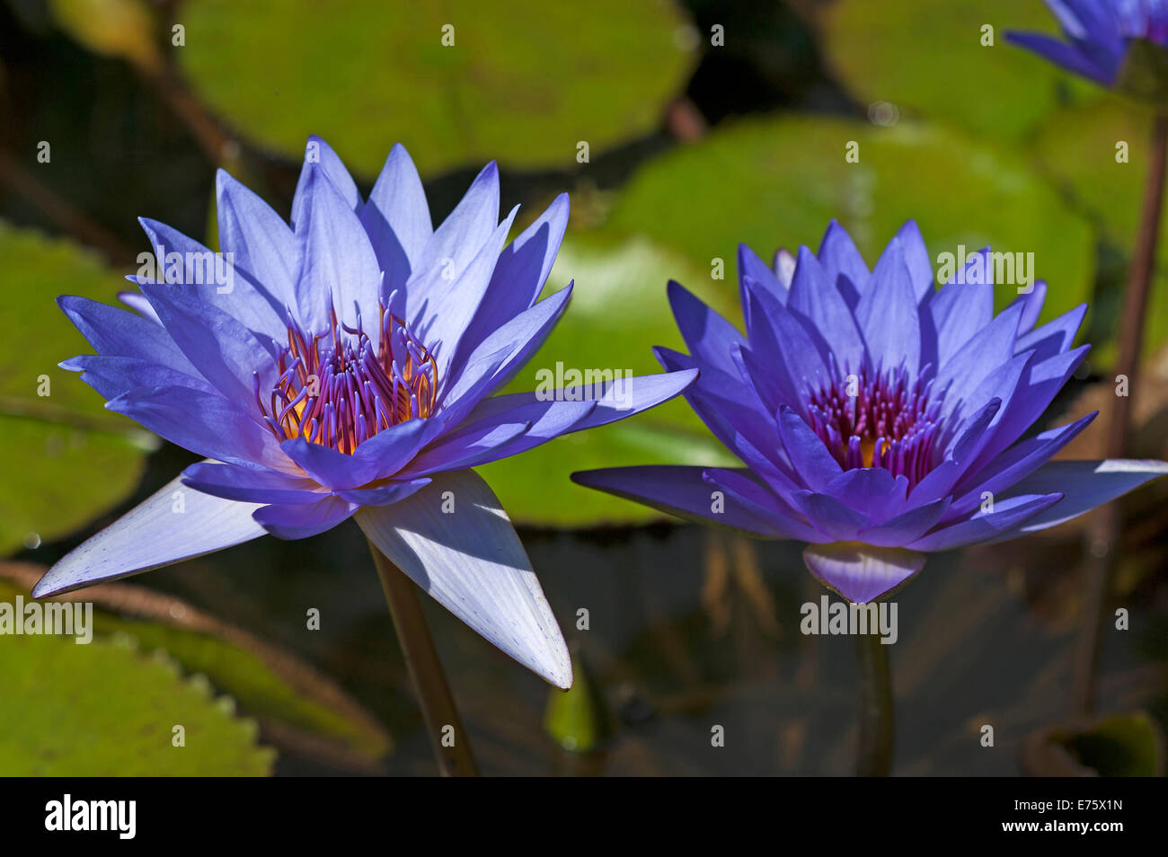 Bleu Azur floraison des nénuphars (Nymphaea capensis), Bavière, Allemagne Banque D'Images