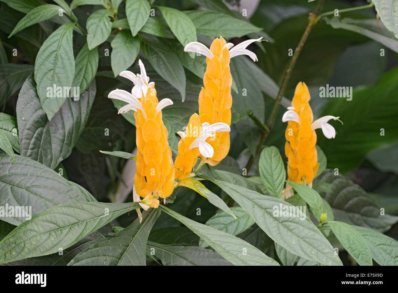 Usine de sucette ou Golden (usine de crevettes Pachystachys lutea), originaire de Chine et du Tibet, butterfly house, Forgaria nel Friuli Banque D'Images