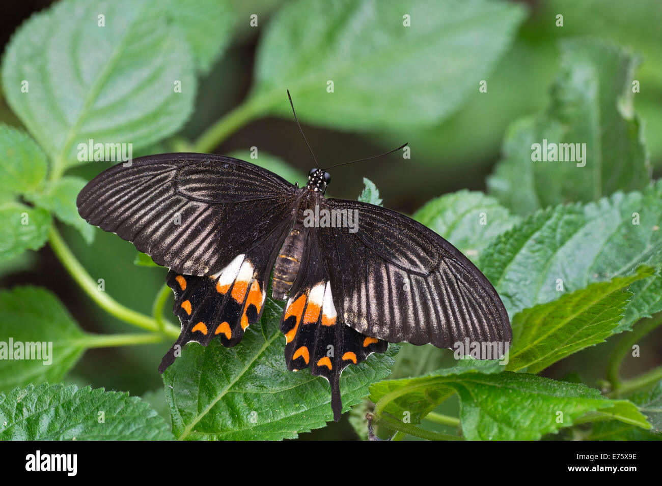 Grand Mormon Papilio memnon), originaire d'Indonésie, butterfly house, Forgaria nel Friuli, la province d'Udine, Italie Banque D'Images