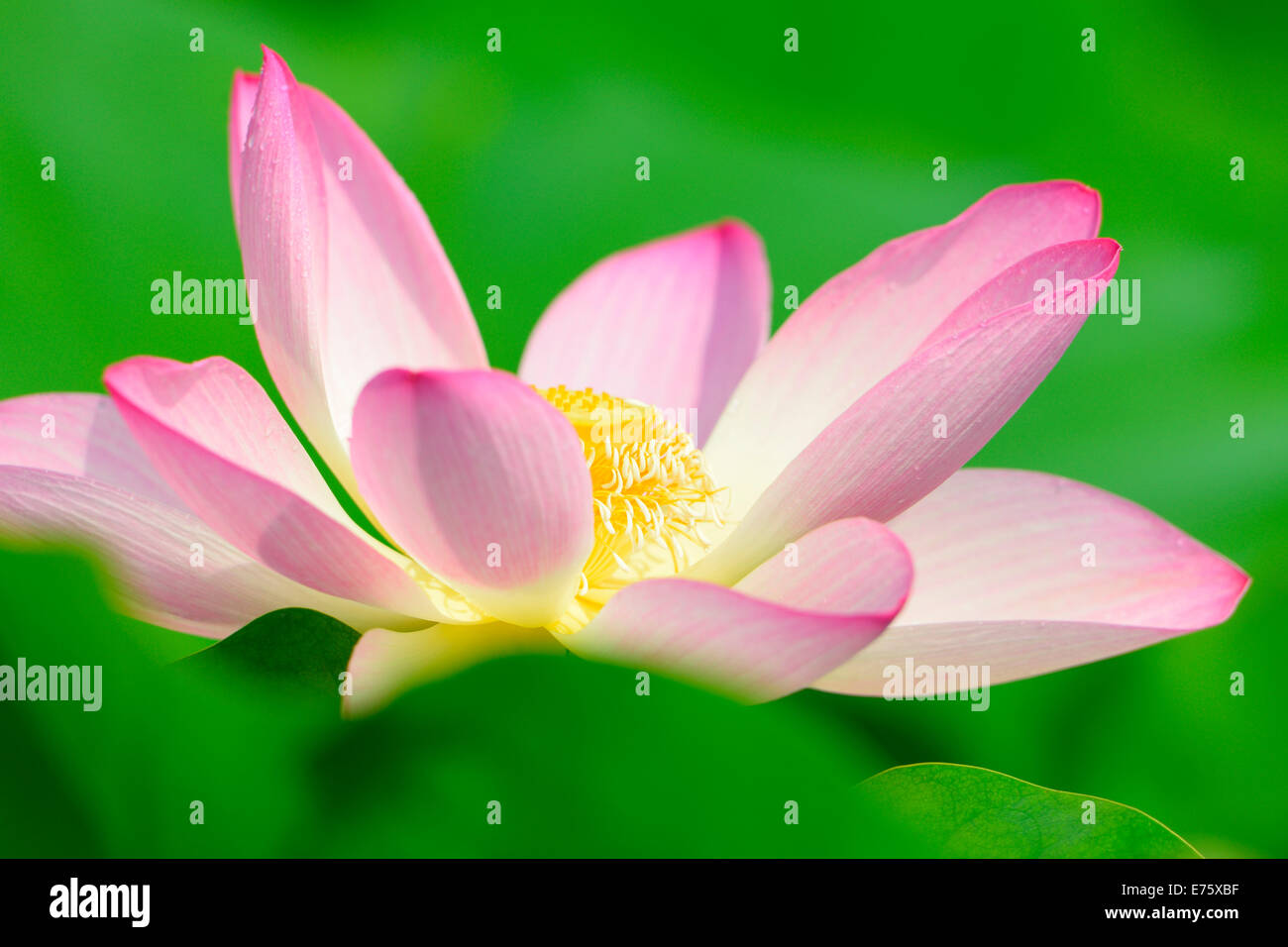 Fleur de Lotus rose (Nelumbo nucifera), Bade-Wurtemberg, Allemagne Banque D'Images