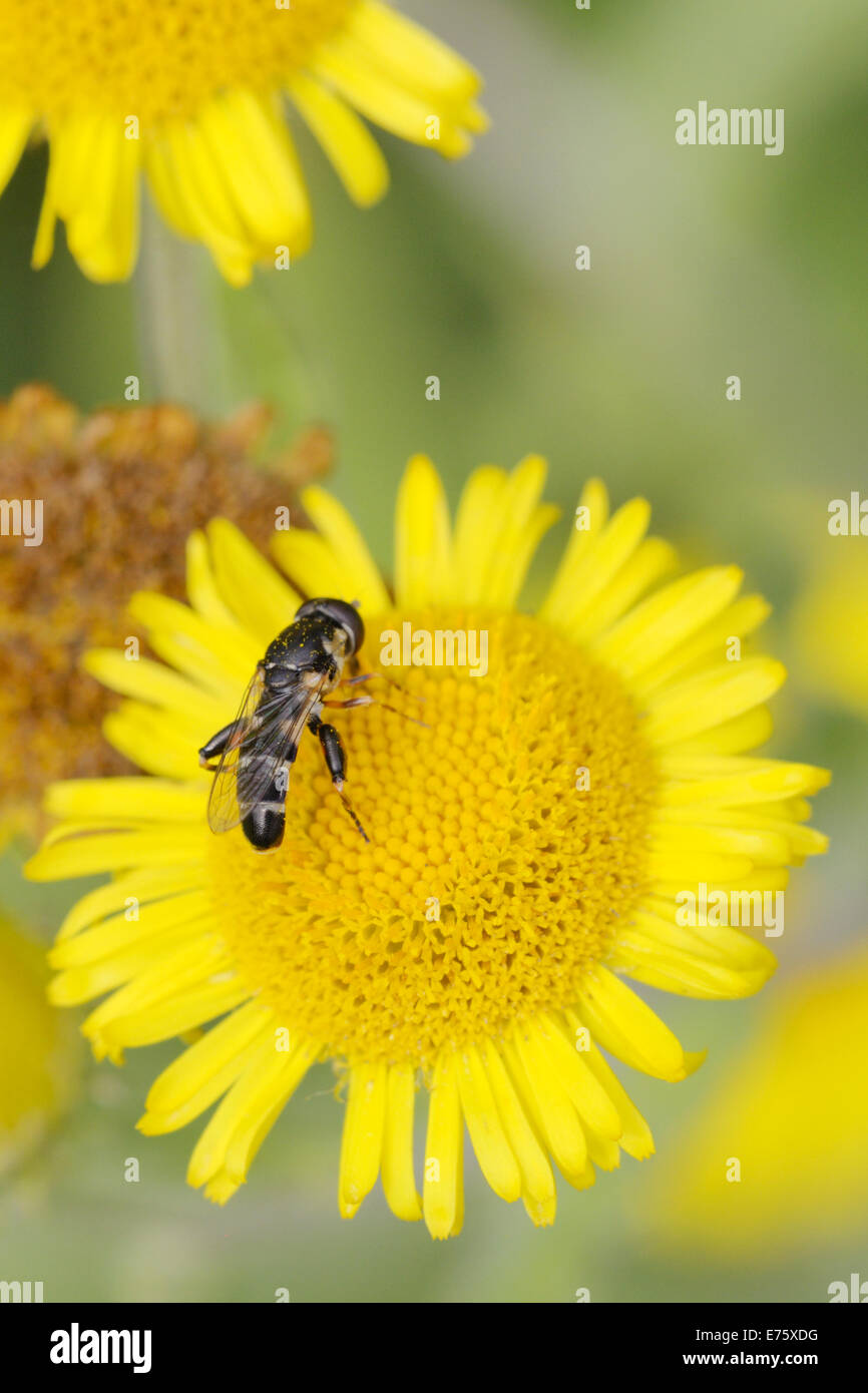 Pattes épaisses, Syritta pipiens Hoverfly, se nourrissant de fleurs Vergerette, Pays de Galles, Royaume-Uni. Banque D'Images