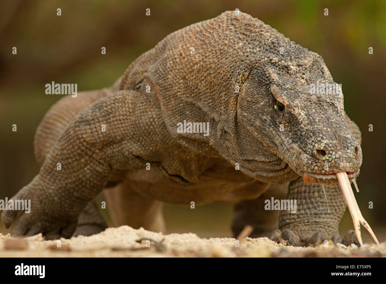 Dragon de Komodo (Varanus komodoensis), Rinca Island, le Parc National de Komodo, Indonésie Banque D'Images