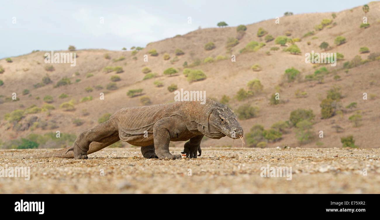 Dragon de Komodo (Varanus komodoensis), Rinca Island, le Parc National de Komodo, Indonésie Banque D'Images