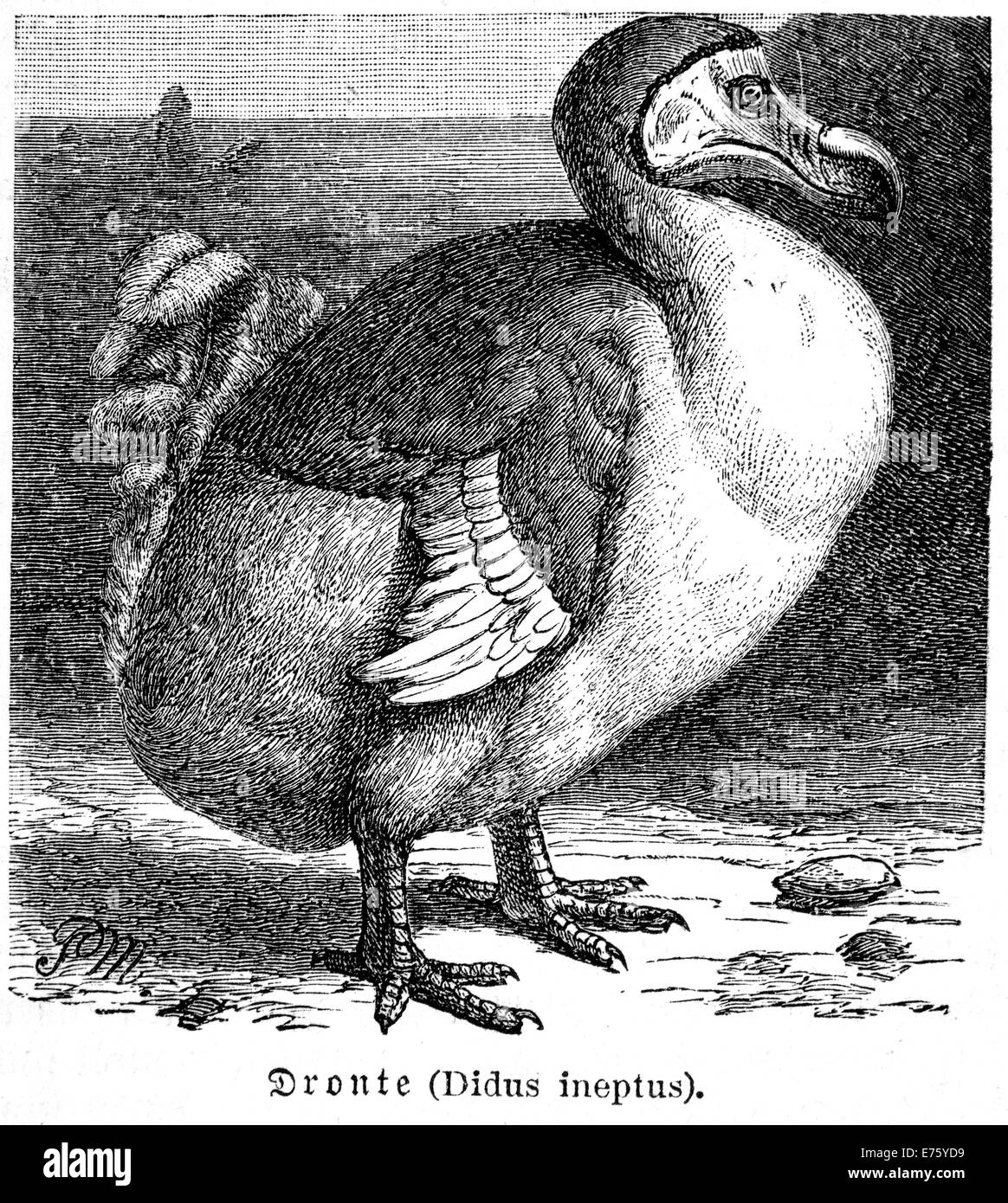 Didus ineptus (dodo), oiseau disparu, illustration historique, Encyclopédie Meyers, 1897 Banque D'Images