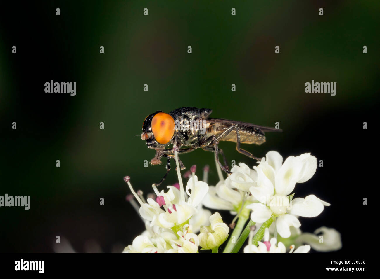Hoverfly (Chrysogaster solstitialis), sur une fleur, dans le sud du Pays de Galles, Pays de Galles, Royaume-Uni Banque D'Images