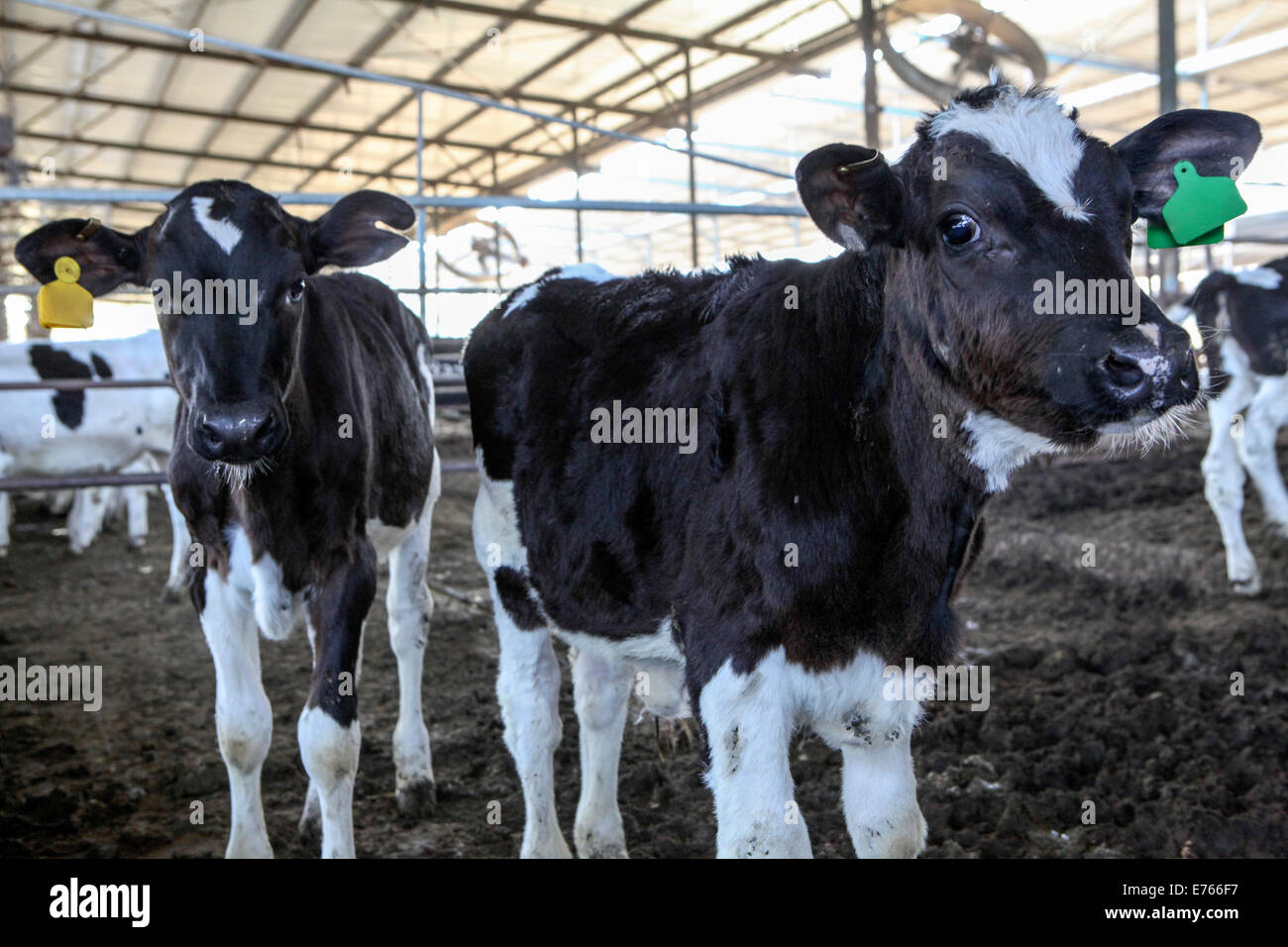 Les jeunes veaux dans un stylo à une ferme laitière. Photographié en Israël Banque D'Images