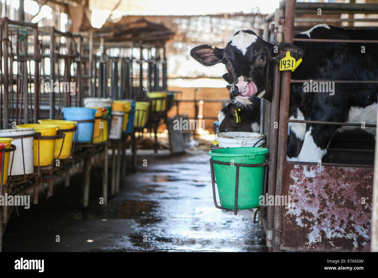 Les jeunes veaux dans un stylo à une ferme laitière. Photographié en Israël Banque D'Images