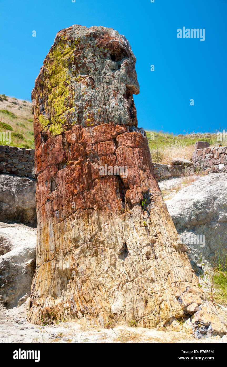 Un arbre pétrifié sur l'île de Lesbos, Grèce. Banque D'Images