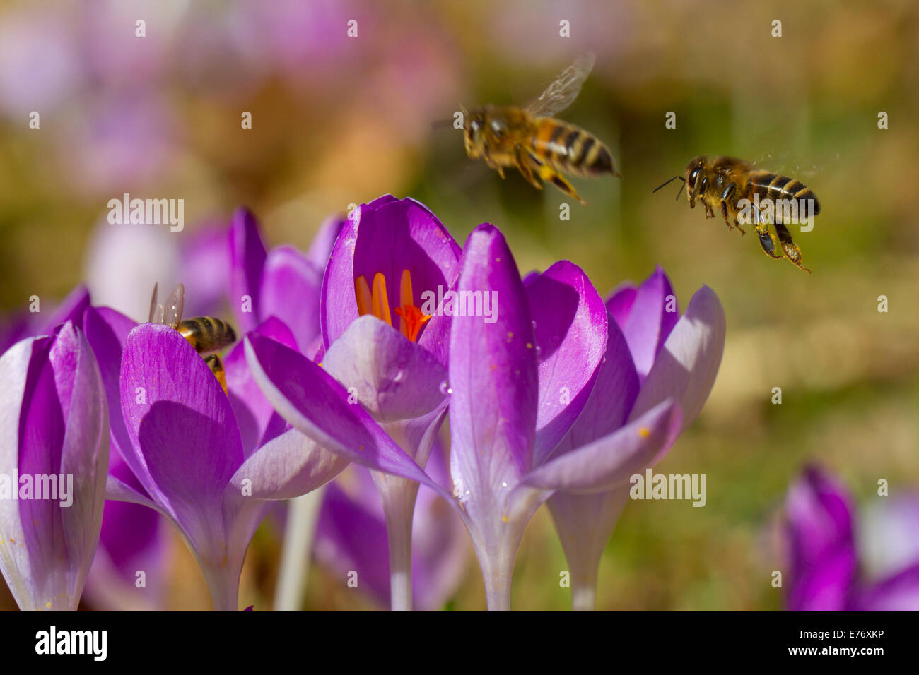 'Abeille à miel (Apis mellifera) les travailleurs se nourrissant de fleurs de crocus (Crocus sp.) dans un jardin. Powys, Pays de Galles. Février. Banque D'Images