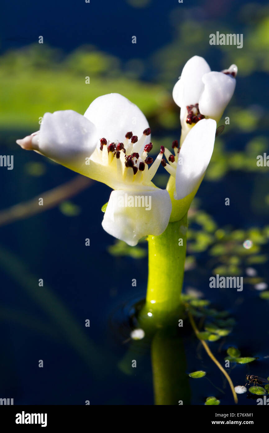 Le Cap (Aponogeton distachyos Potamot) floraison dans un étang de jardin. Sussex, Angleterre. Mars. Banque D'Images