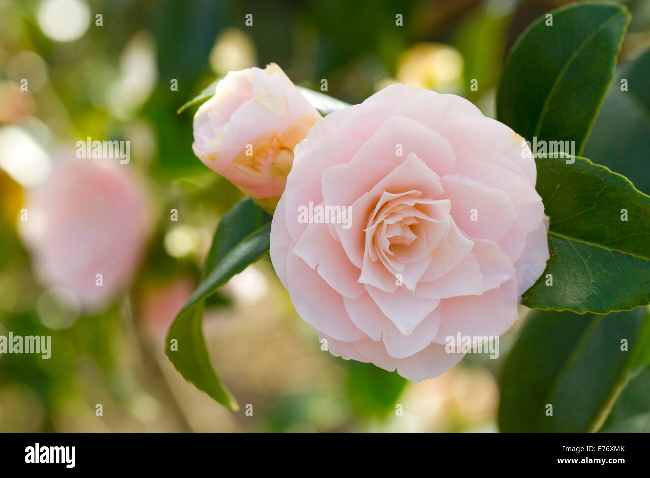 Camellia (Camellia japonica) "désir' la floraison. Carmarthenshire, Pays de Galles. Mars. Banque D'Images