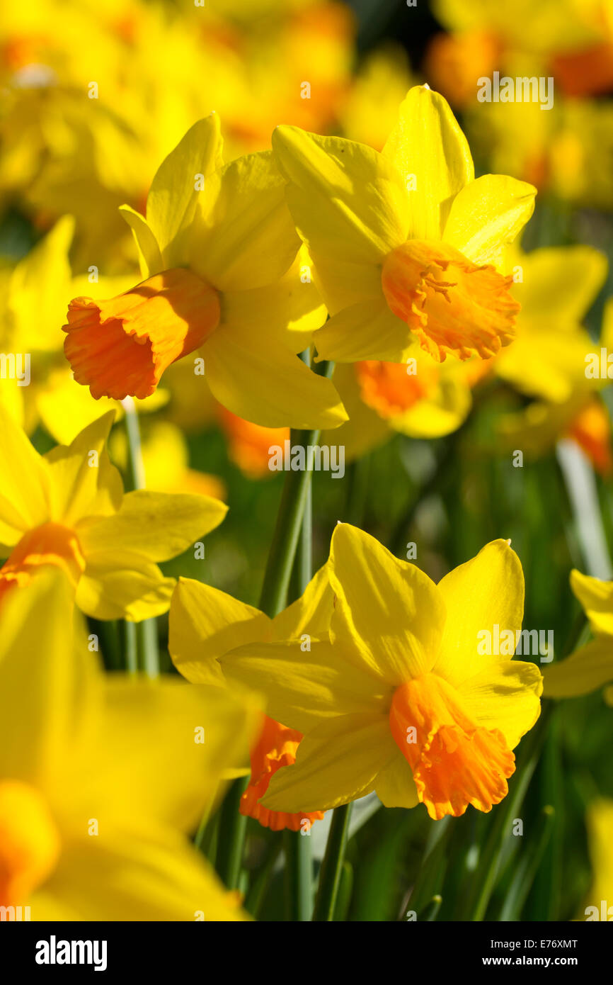 Les jonquilles (Narcissus sp) 'Prototype' la floraison. Caqrmarthenshire, au Pays de Galles. Mars. Banque D'Images