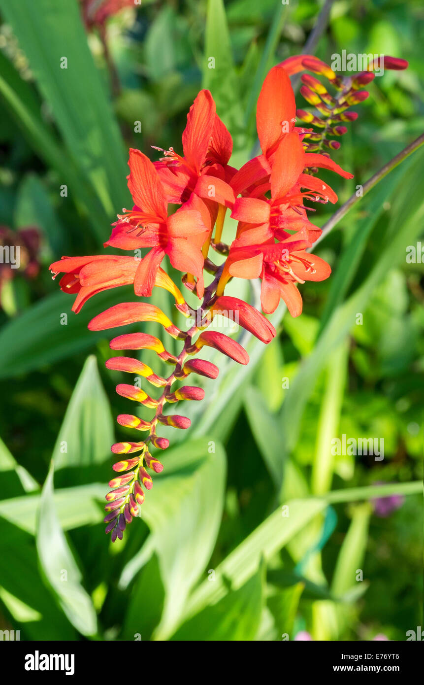 L'ORANGE VIF CROCOSMIA 'LUCIFER' Fleur DANS LE JARDIN INTÉRIEUR UK IL EST ÉGALEMENT CONNU COMME MONBRETIA Banque D'Images