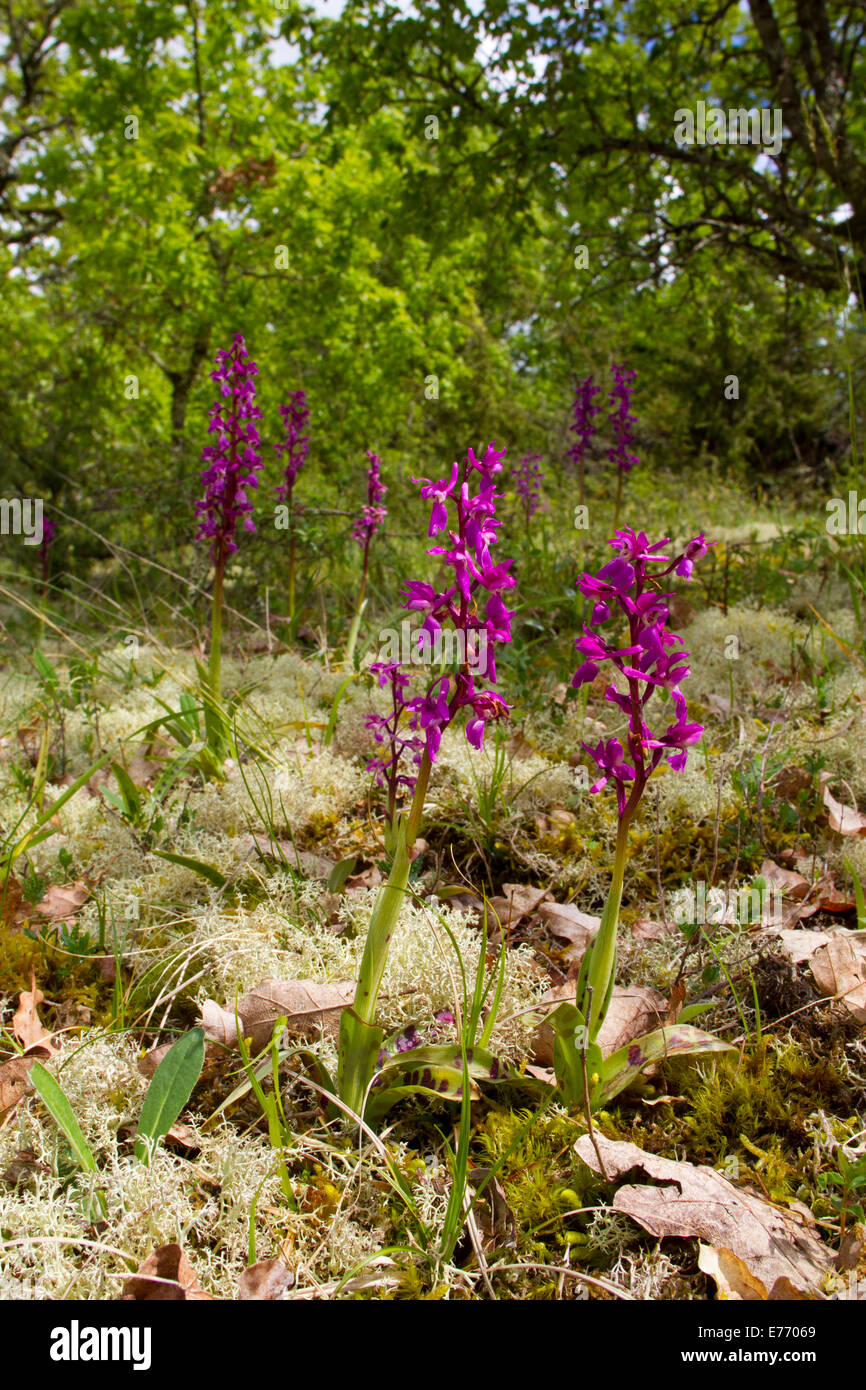 Early Purple Orchid (Orchis mascula) floraison en calcaire ouvert total. Sur le Causse de Gramat, Lot, France. Avril. Banque D'Images