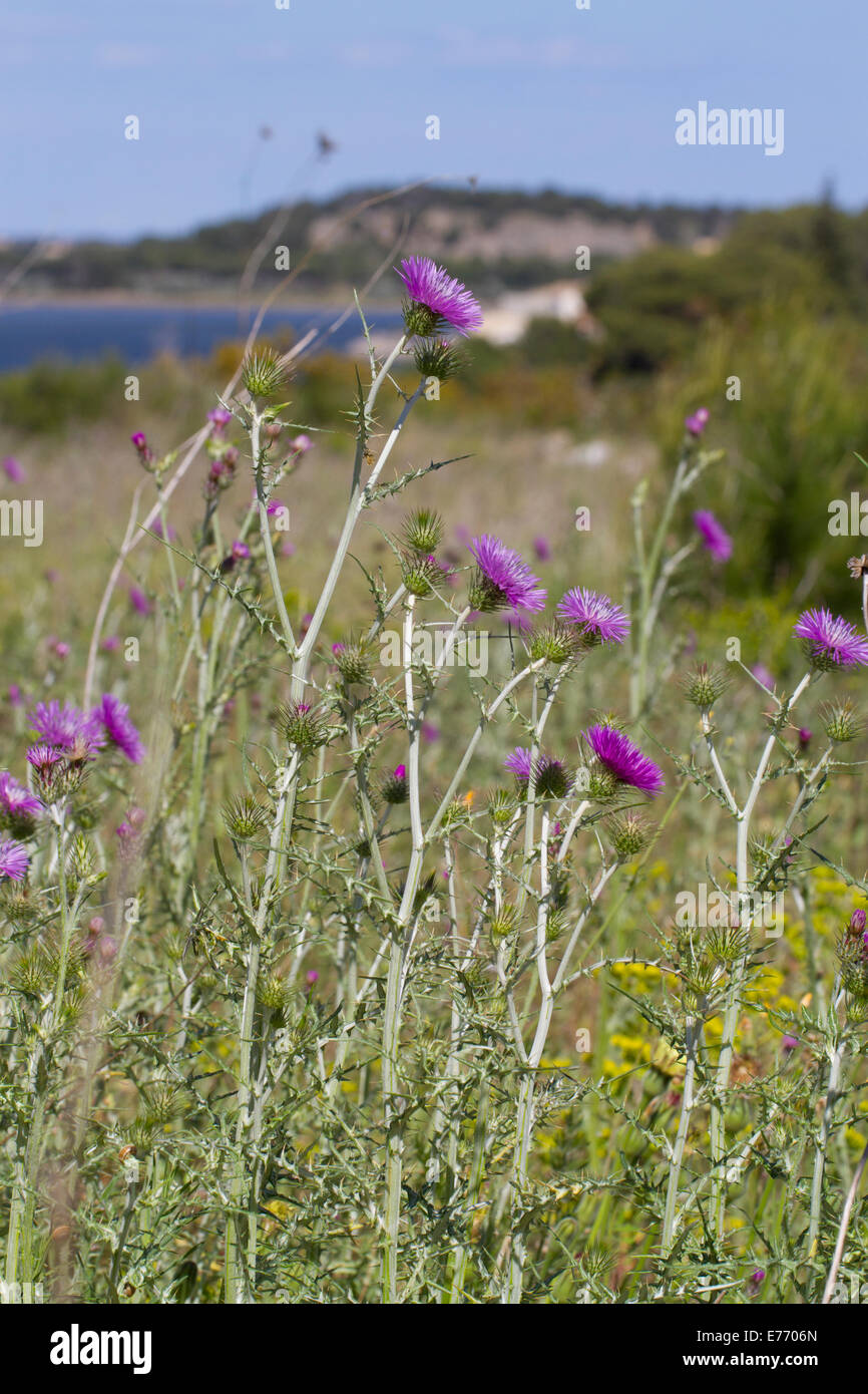 (Galactites Galactites tomentosa) thistle floraison sur la côte méditerranéenne. Ile Saint Martin, Aude, France. Avril. Banque D'Images